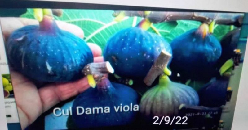 小果迷-种植爱好者交流互动平台