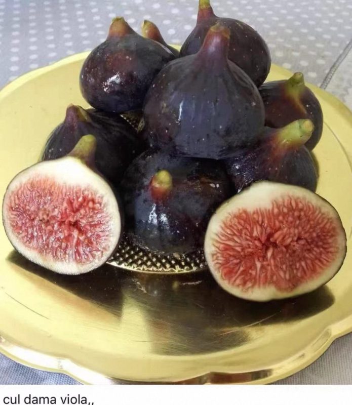 小果迷-种植爱好者交流互动平台