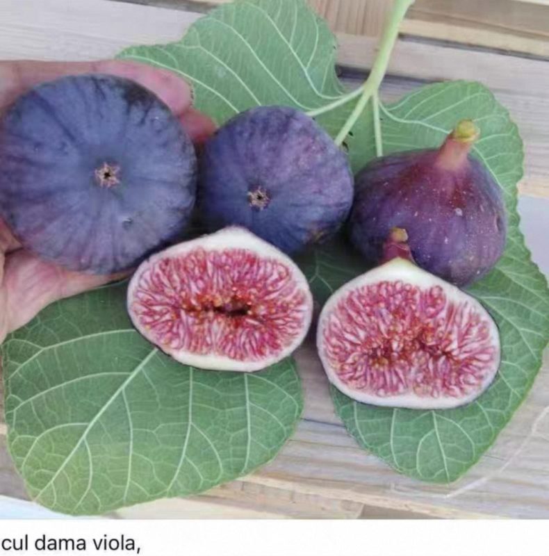 小果迷-种植爱好者交流互动平台