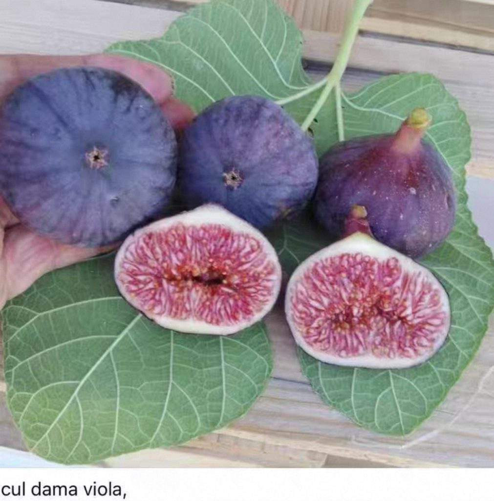 小果迷-种植爱好者交流互动平台