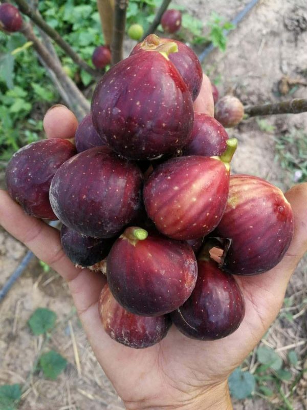 小果迷-种植爱好者交流互动平台