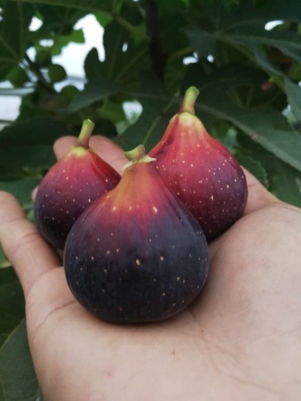 黑以色列 Black Israel(小果迷)-小果迷