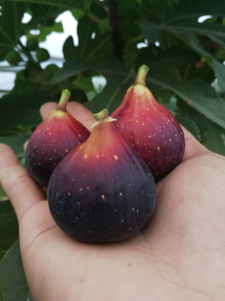 小果迷-种植爱好者交流互动平台