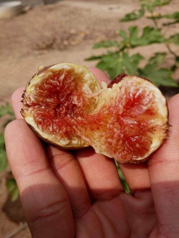 小果迷-种植爱好者交流互动平台