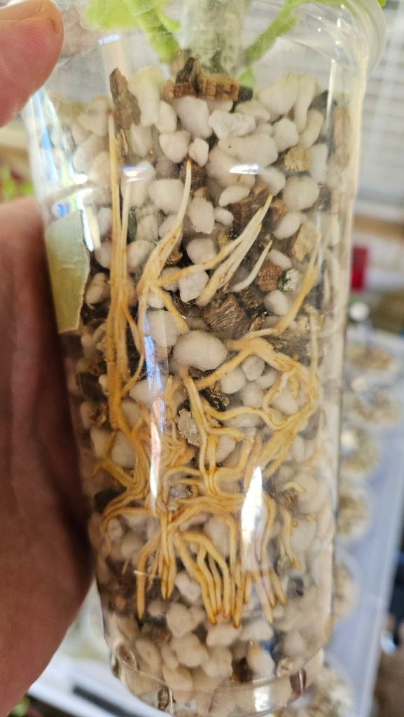 小果迷-种植爱好者交流互动平台