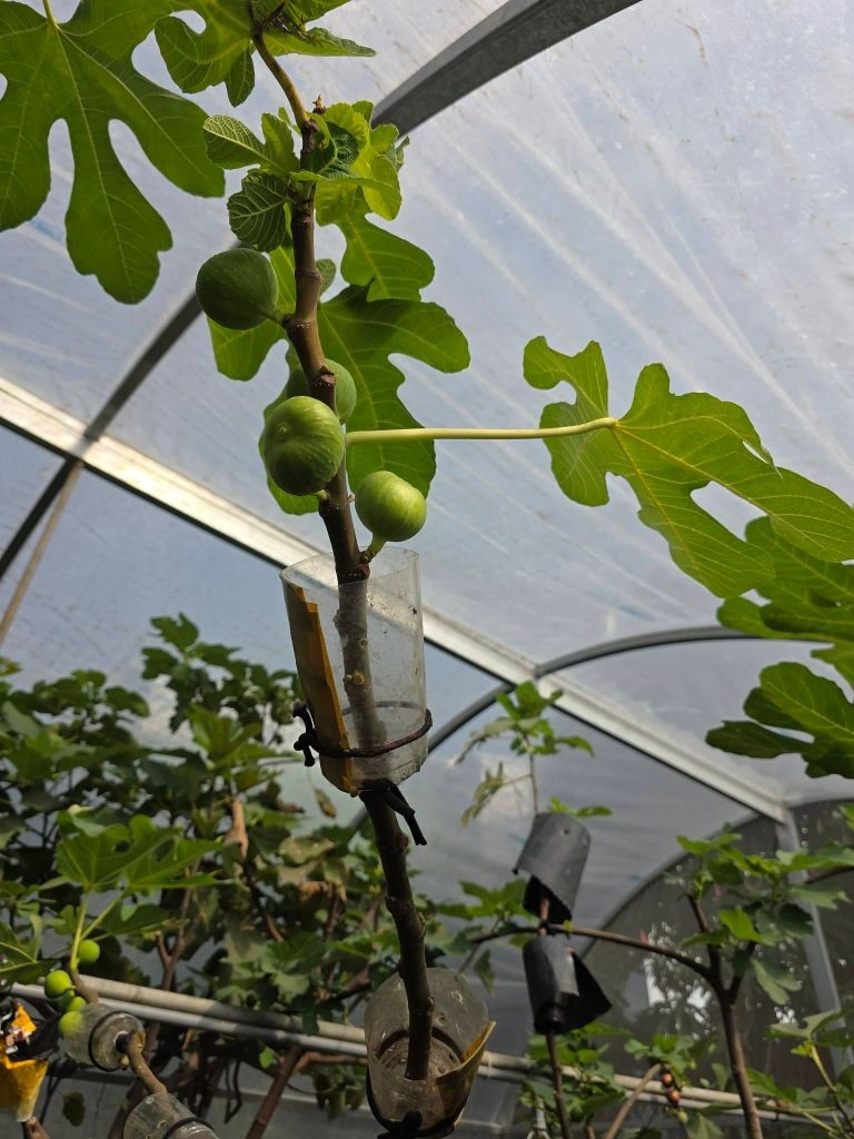 小果迷-种植爱好者交流互动平台