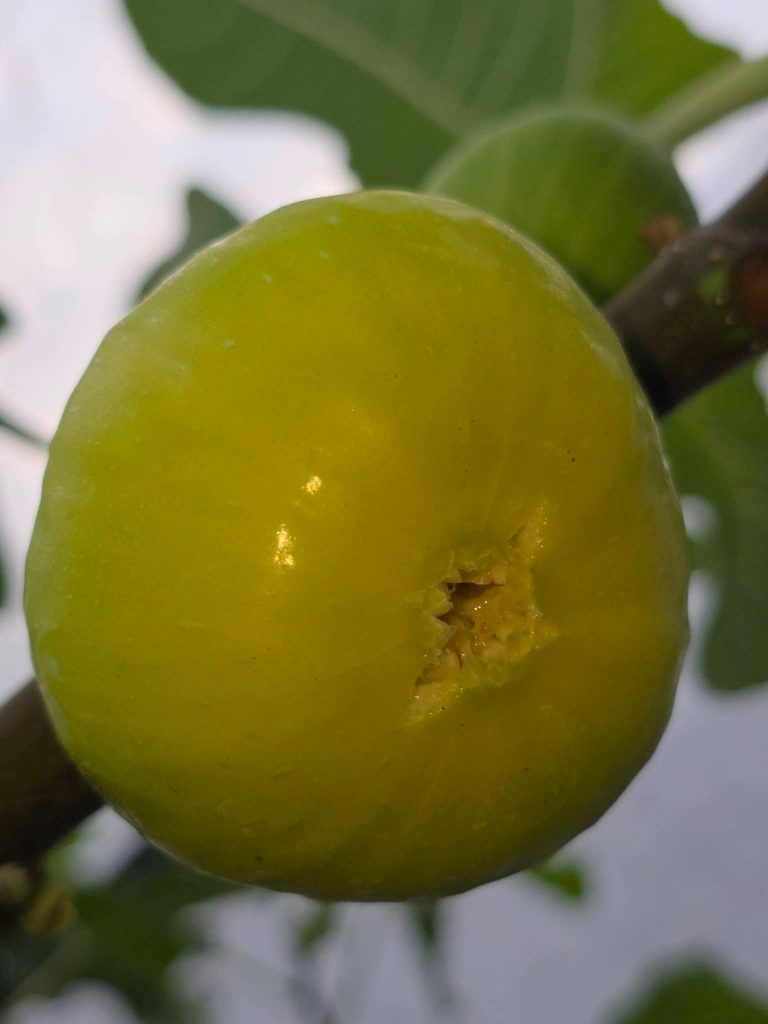 小果迷-种植爱好者交流互动平台