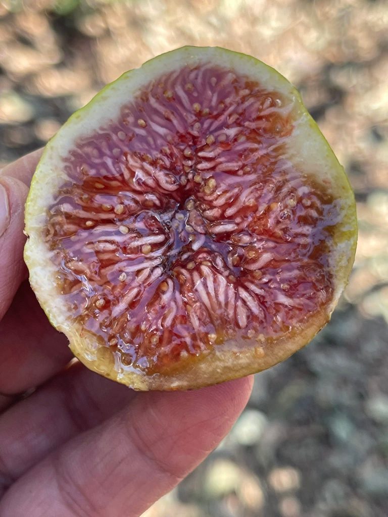 小果迷-种植爱好者交流互动平台