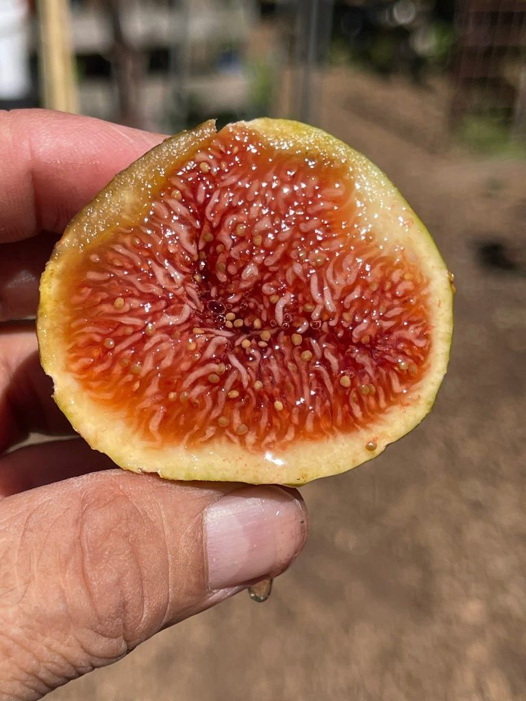 小果迷-种植爱好者交流互动平台