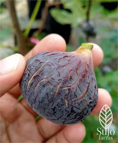 小果迷-种植爱好者交流互动平台