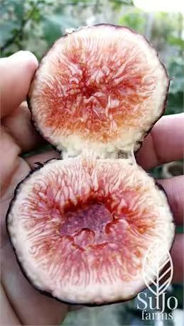 小果迷-种植爱好者交流互动平台