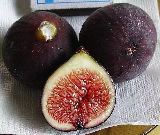 小果迷-种植爱好者交流互动平台