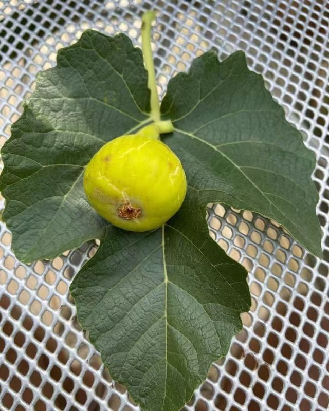 小果迷-种植爱好者交流互动平台