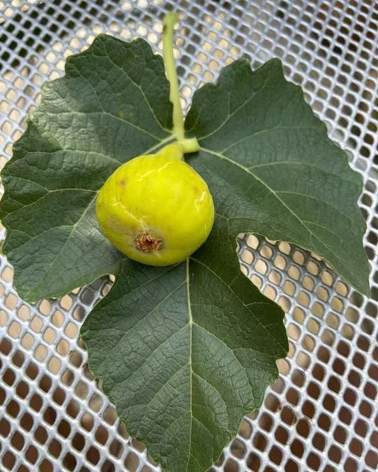 小果迷-种植爱好者交流互动平台