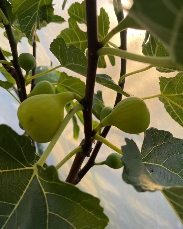 征服/登康凯 D’en Conquet MP(小果迷)-小果迷