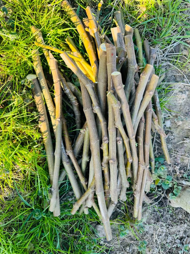 小果迷-种植爱好者交流互动平台