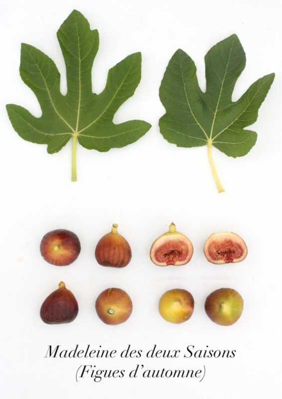 小果迷-种植爱好者交流互动平台