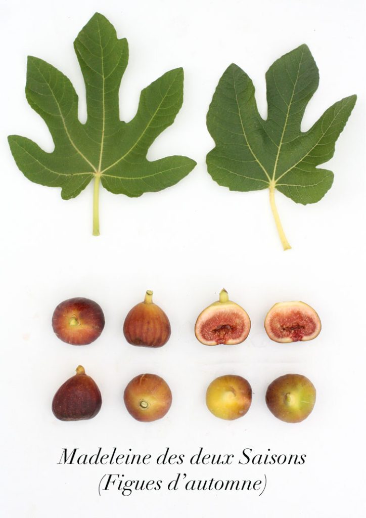 小果迷-种植爱好者交流互动平台