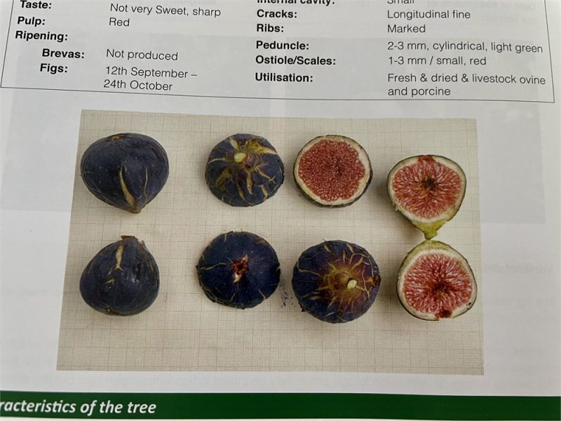 小果迷-种植爱好者交流互动平台