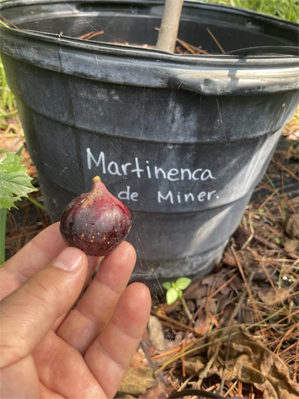 马丁德米娜/马丁矿工版 Martinenca de Miner(天涯无花果)-小果迷