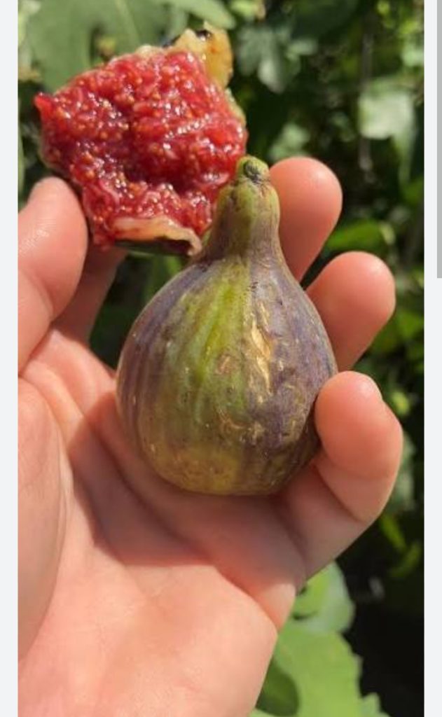 小果迷-种植爱好者交流互动平台