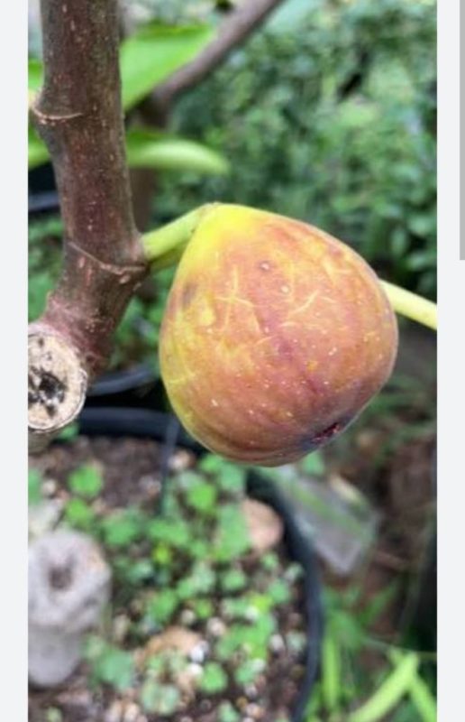 小果迷-种植爱好者交流互动平台