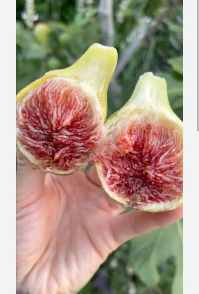 小果迷-种植爱好者交流互动平台