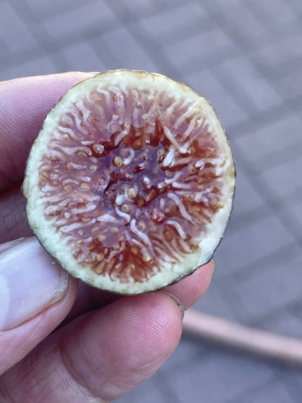 小果迷-种植爱好者交流互动平台