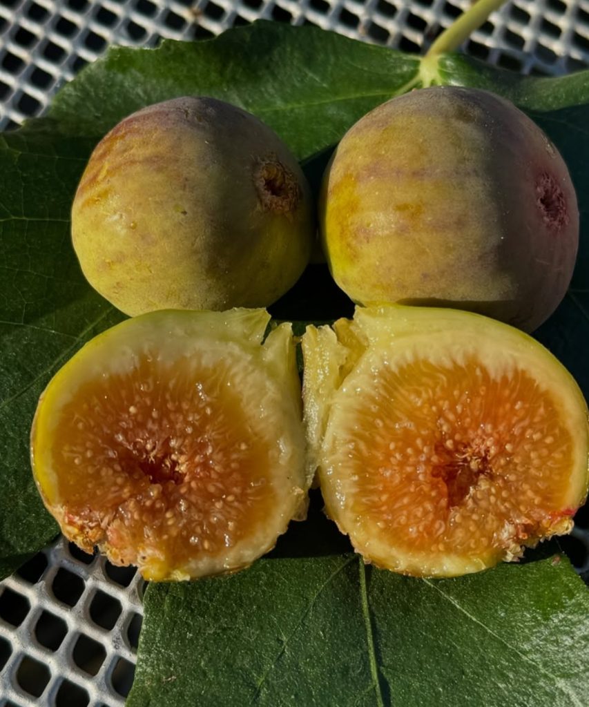 小果迷-种植爱好者交流互动平台