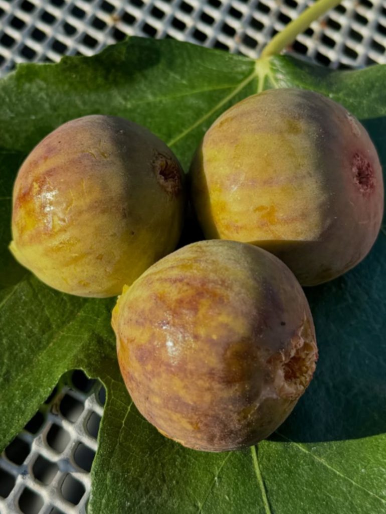 小果迷-种植爱好者交流互动平台