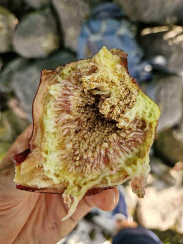 小果迷-种植爱好者交流互动平台