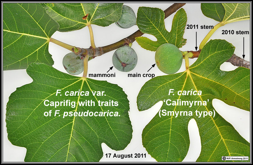 小果迷-种植爱好者交流互动平台