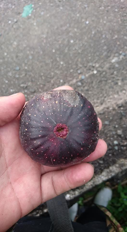 小果迷-种植爱好者交流互动平台