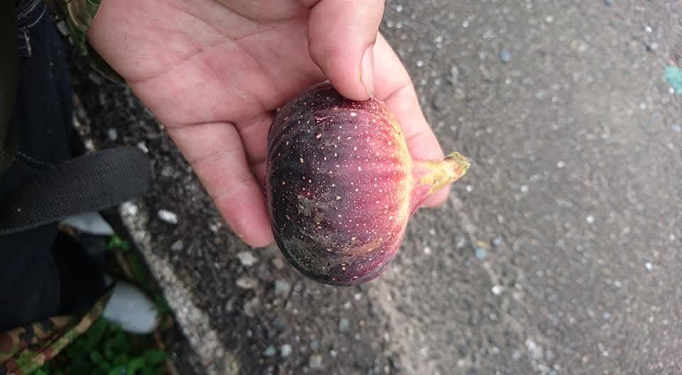 小果迷-种植爱好者交流互动平台