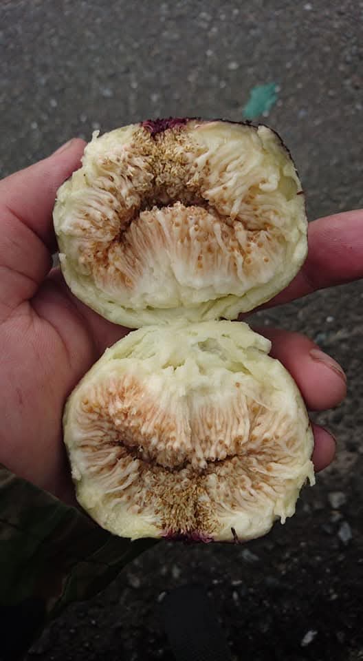 小果迷-种植爱好者交流互动平台