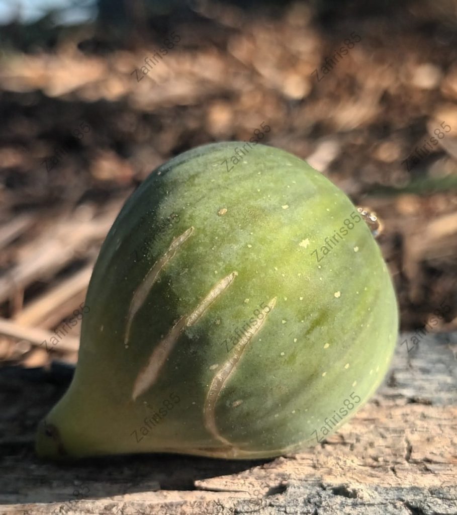 小果迷-种植爱好者交流互动平台