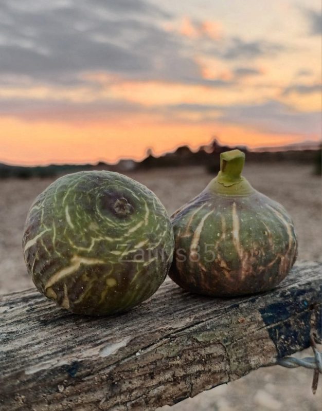 圣冬/圣韦尔嫩卡 Hivernenca de Sant   MP(无所畏惧)-小果迷