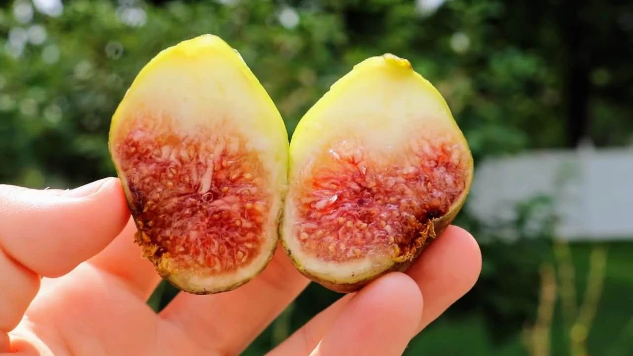 小果迷-种植爱好者交流互动平台