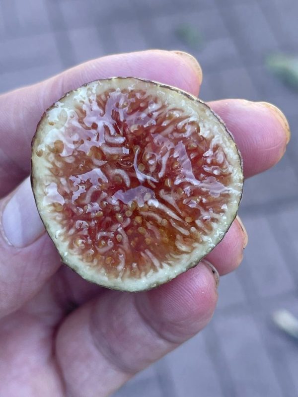 小果迷-种植爱好者交流互动平台