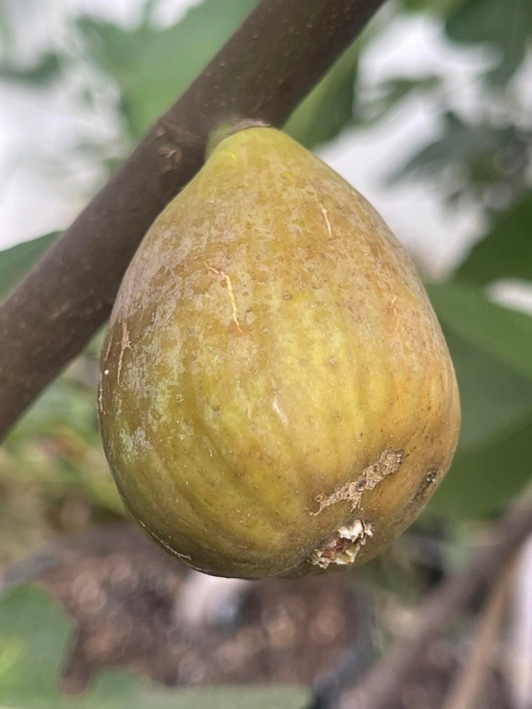 小果迷-种植爱好者交流互动平台