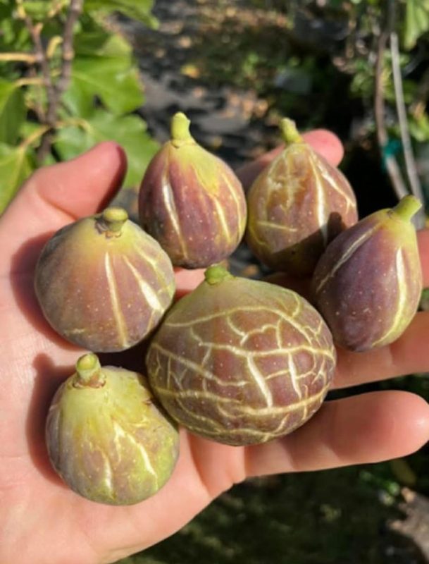 小果迷-种植爱好者交流互动平台