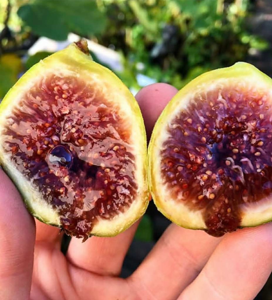 小果迷-种植爱好者交流互动平台