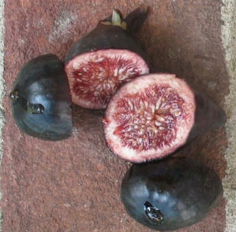 小果迷-种植爱好者交流互动平台