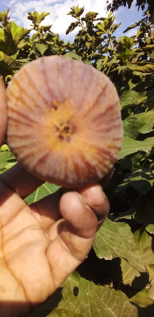 小果迷-种植爱好者交流互动平台