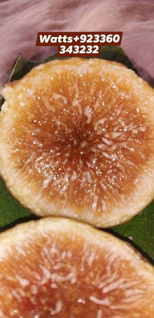 小果迷-种植爱好者交流互动平台