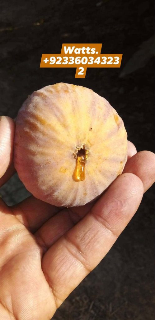 小果迷-种植爱好者交流互动平台