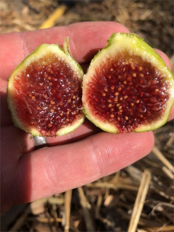 小果迷-种植爱好者交流互动平台