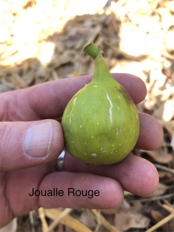 小果迷-种植爱好者交流互动平台