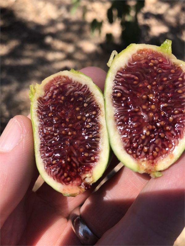 小果迷-种植爱好者交流互动平台