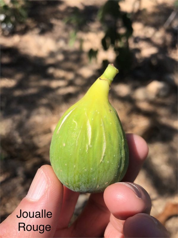 小果迷-种植爱好者交流互动平台